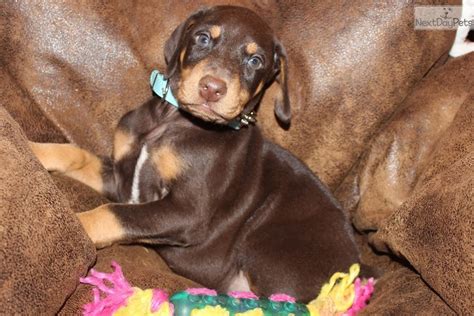 Newest oldest price ascending price descending relevance. Chief: Doberman Pinscher puppy for sale near Tri-cities ...