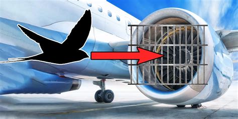 Bird Strikes 3 Dangerous Ways They Harm Aviation Industry