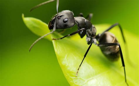 ant world fantasy moon ant dark hd wallpaper peakpx