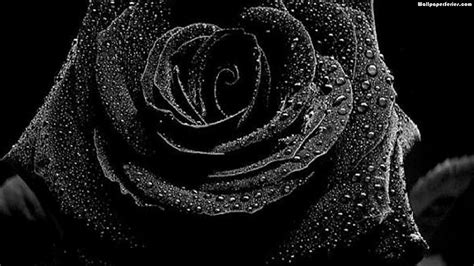 Black Rose Wallpapers 4k Hd Black Rose Backgrounds On Wallpaperbat