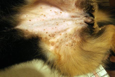 Itchy Rash In Kalypsos Armpit German Shepherd Dog Forums