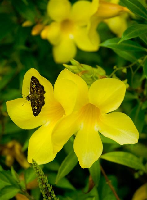 Shutter Happy Images: The Flower of Belize