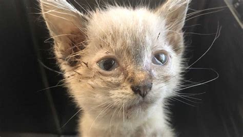 More Than 30 Cats Rescued In Hoarding Case