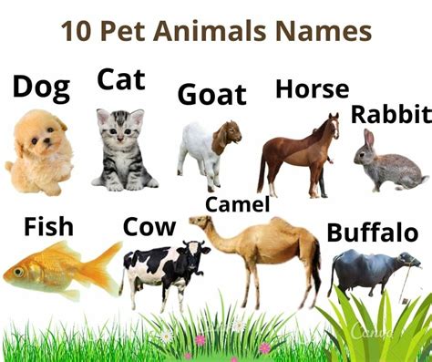 Name 5 pets