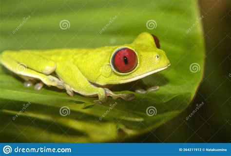 Red Eyed Tree Frog Agalychnis Callidryas Stock Photo Image Of Eyed