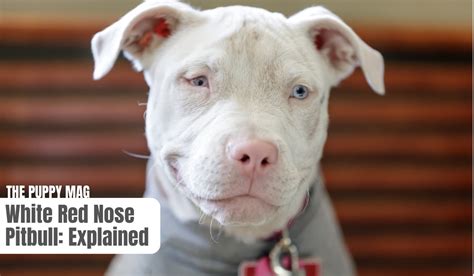 White Red Nose Pitbull All You Need To Know The Puppy Mag
