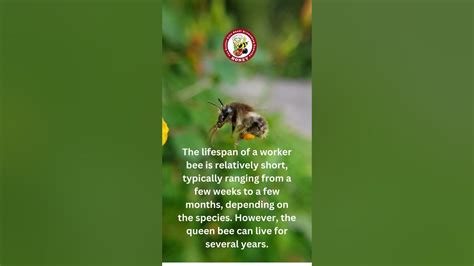 World Bee Daythe Lifespan Of A Worker Bee Is Relatively Short Youtube