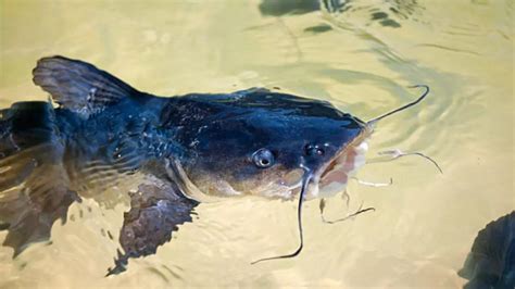 New Catfish Species Identified In Tamil Nadus Salem In Focus News