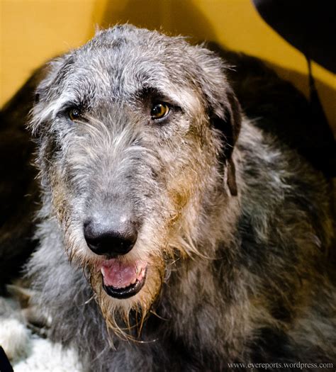 Irish Wolfhound Gomagoti Flickr