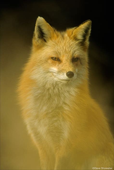 Red Fox Portrait Dave Showalter Nature Photography