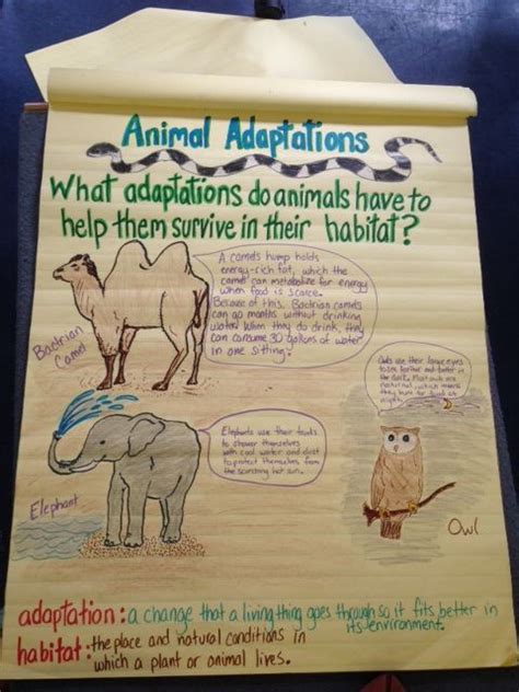 Fourth Grade Science Science Anchor Charts Animal