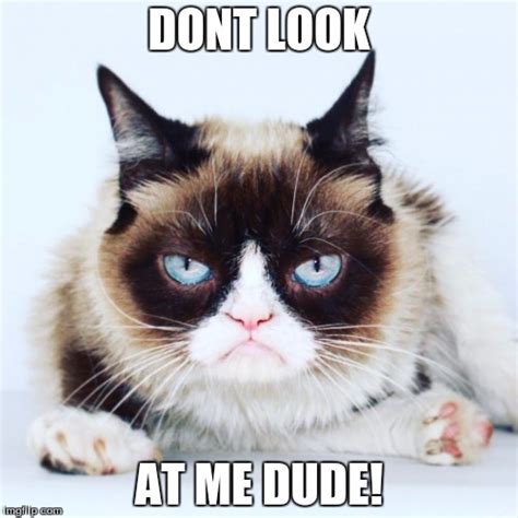 Image Tagged In Grumpycat Imgflip