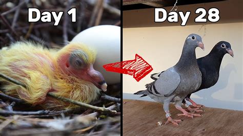 Baby Pigeons Growing Four Weeks Day By Day Youtube