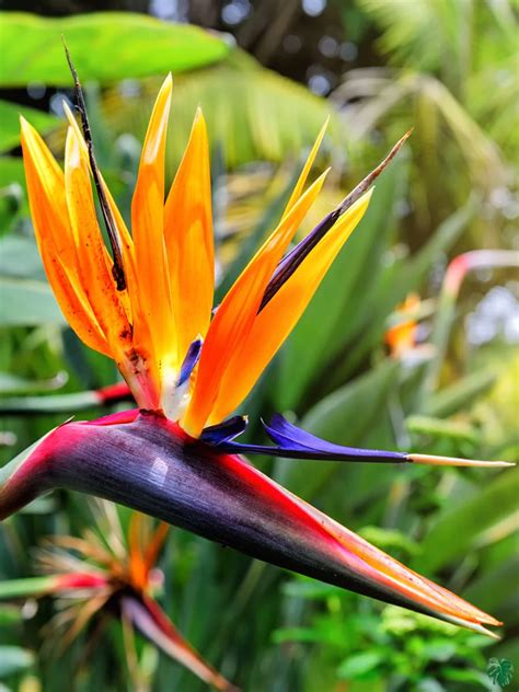 Bird Of Paradise Strelitzia Reginae For Sale Peppyflora