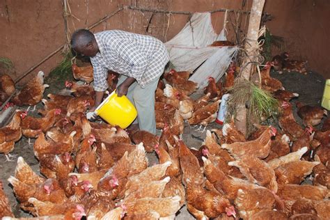 Guide How To Start Local Chicken Farming For Eggschicks Production