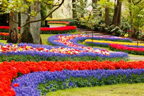 In the chinese province of jiangsu in the small coastal city of dafeng, the local government started to build the holland flower park (helan hua hai) in. Dutch Tulip Magic near Amsterdam | Radisson Blu