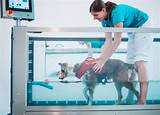 Underwater Treadmill For Dogs For Sale Used Images