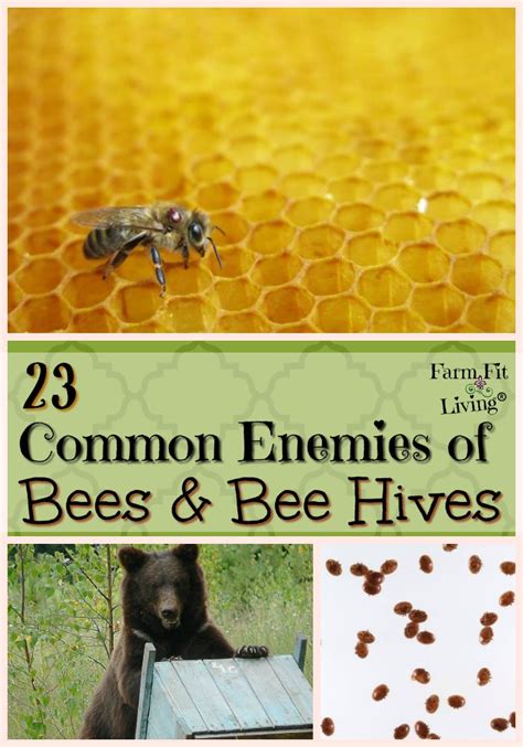 23 Common Enemies Of Honey Bees And Bee Hives Farm Fit Living