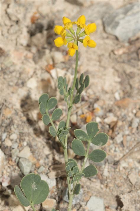 Coronilla Minima L Subsp Minima Préservons La Nature