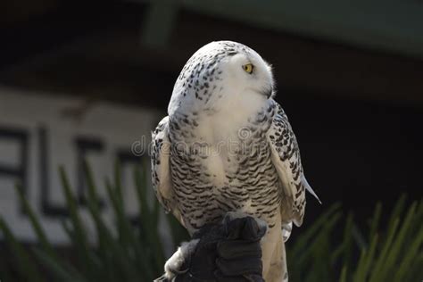 Snowy Owl During A Birds Of Prey Show Stock Photo Image Of Sight