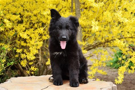 Powerful Pure Black German Shepherd Puppy Germanshepherds