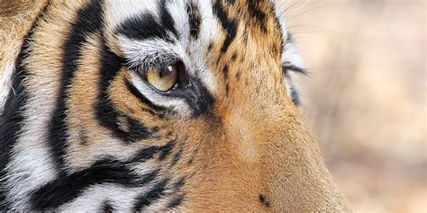 Images Of Tigers Face