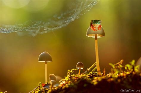 A Magical Miniature World Of Frogs Revealed In Wil Mijers