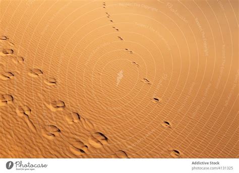 Camel Footprints On Sand Dunes In Desert A Royalty Free Stock Photo