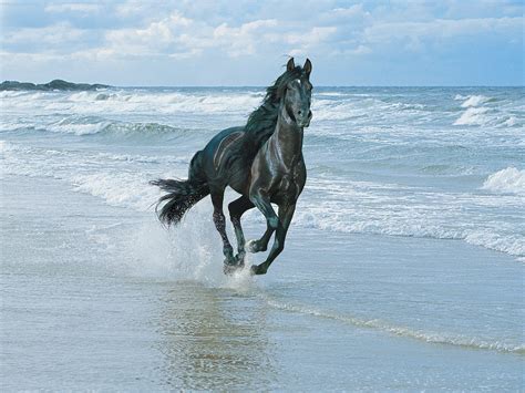 Arabian Horse Background Free Download Running Horse In Water