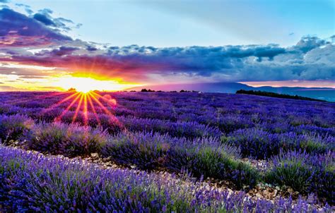 Download Wallpaper Field Sunrise Dawn France Lavender Provence By