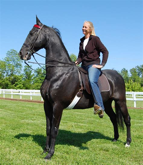 Riverwind Stables Llc Kelle Grimm Ruedlinger Black Horses American