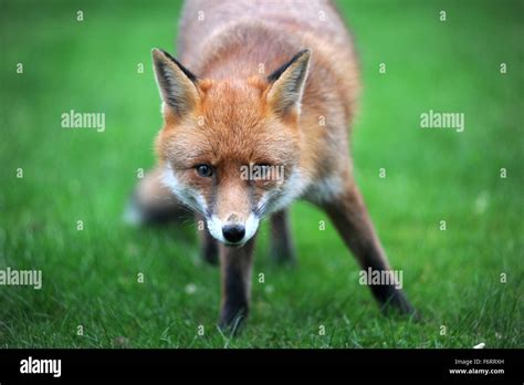Growling Fox Hi Res Stock Photography And Images Alamy