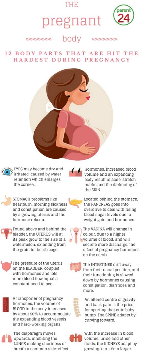 During the first trimester, the woman might feel ill in her stomach. INFOGRAPHIC: 12 anatomic reasons you feel like crap during pregnancy | Parent24