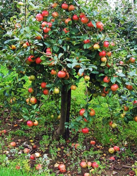 Mit seinem außergewöhnlichen laub setzt er im garten schöne kontraste. Apfelbaum kaufen: So finden Sie die perfekte Sorte für ...