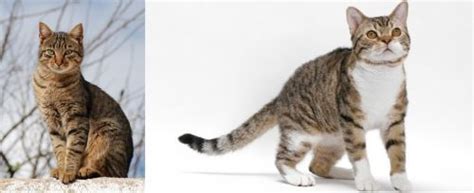 Tabby Vs American Wirehair Breed Comparison Mycatbreeds