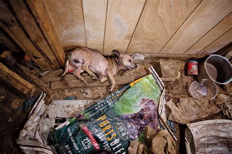 The Dog Factory Inside The Sickening World Of Puppy Mills Puppy