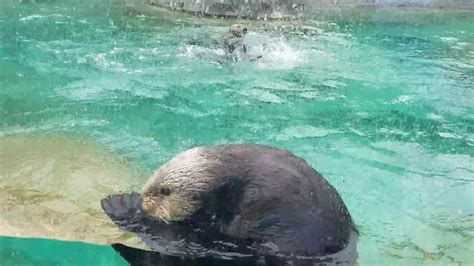 Sea Otter Cuteness And Wrestling Youtube