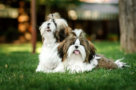 Shih Tzu Dog Breed Information And Characteristics Daily Paws