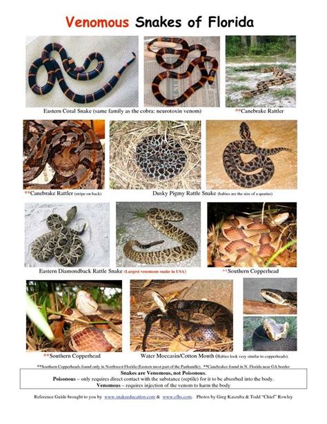 Florida Snake Identification Chart