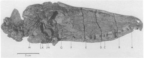 Secodontosaurus Obtusidens Mcz 1124 Photograph Of Skull And