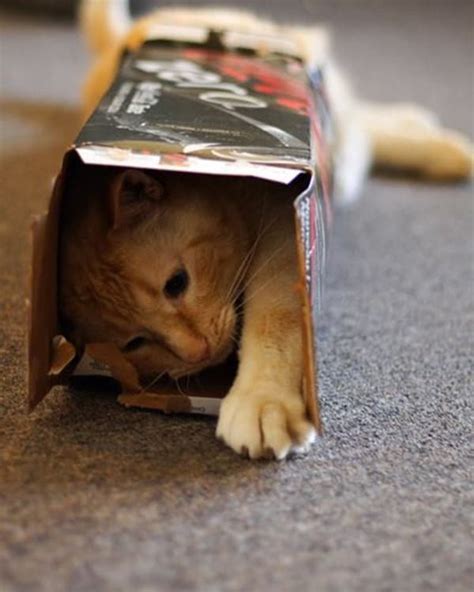30 Funny Pictures Of Cats Can Fit Anywhere