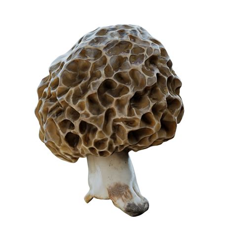 Mushrom 15 Morchella esculenta - BlenderBoom
