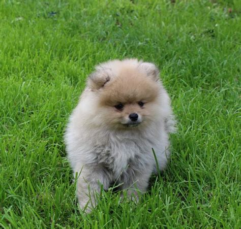 Chiot Spitz Allemand Ruby Du Jardin D Inaya Femelle Disponible En