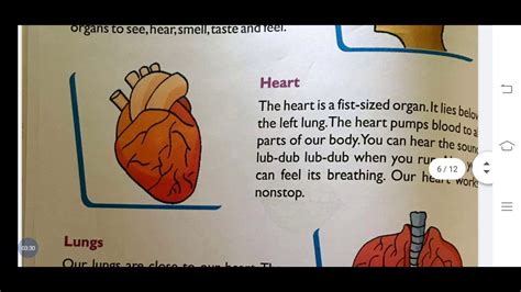 Evs Class 2nd Chapter 2 My Wonderful Body Internal Organs And