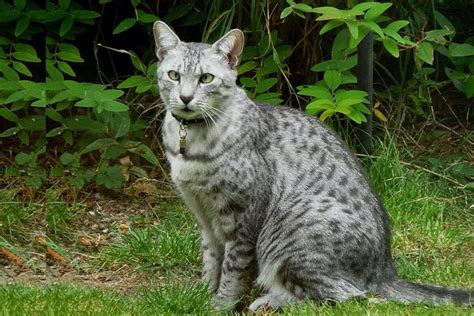 13 Spotted Cats Breeds With Pictures Domestic Mini Leopards The