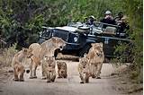 Safari Park In South Africa Pictures