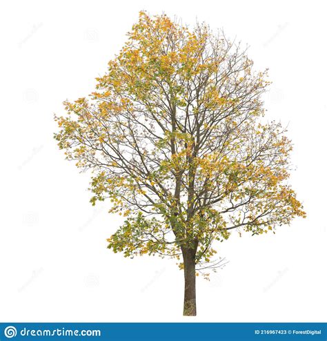 Autumnal Yellow Leaved Tree Isolated On White Background Stock Image