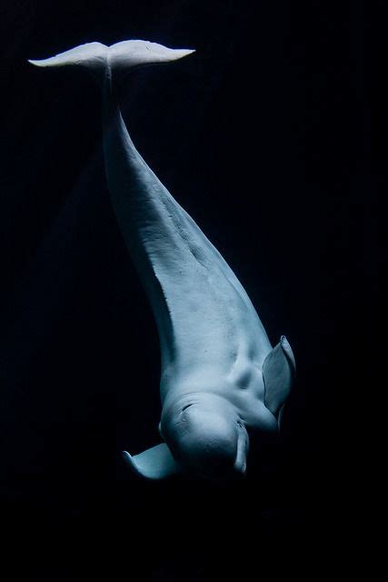 Fyeah Seacreatures Beluga Whale Kevindavis