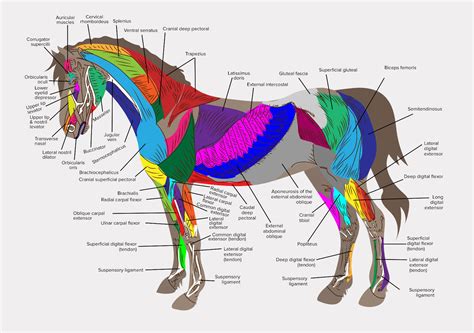 A4 Veterinary Poster Muscles Of The Horse Animal Anatomy Picture