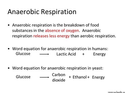 Anaerobic Respiration Equation Solsarin